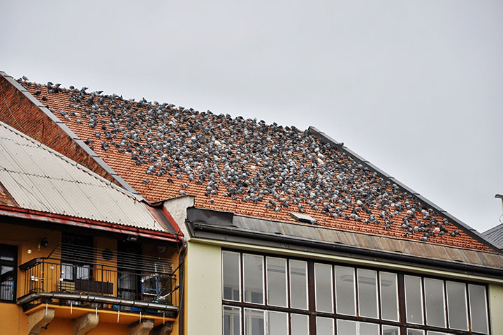 A2B Pest Control are able to install spikes to deter birds from roofs in Macclesfield. 