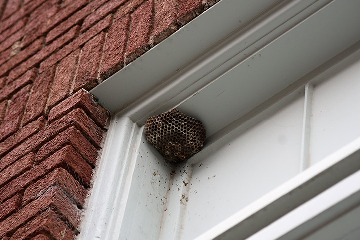 We provide a wasp nest removal service for domestic and commercial properties in Macclesfield.